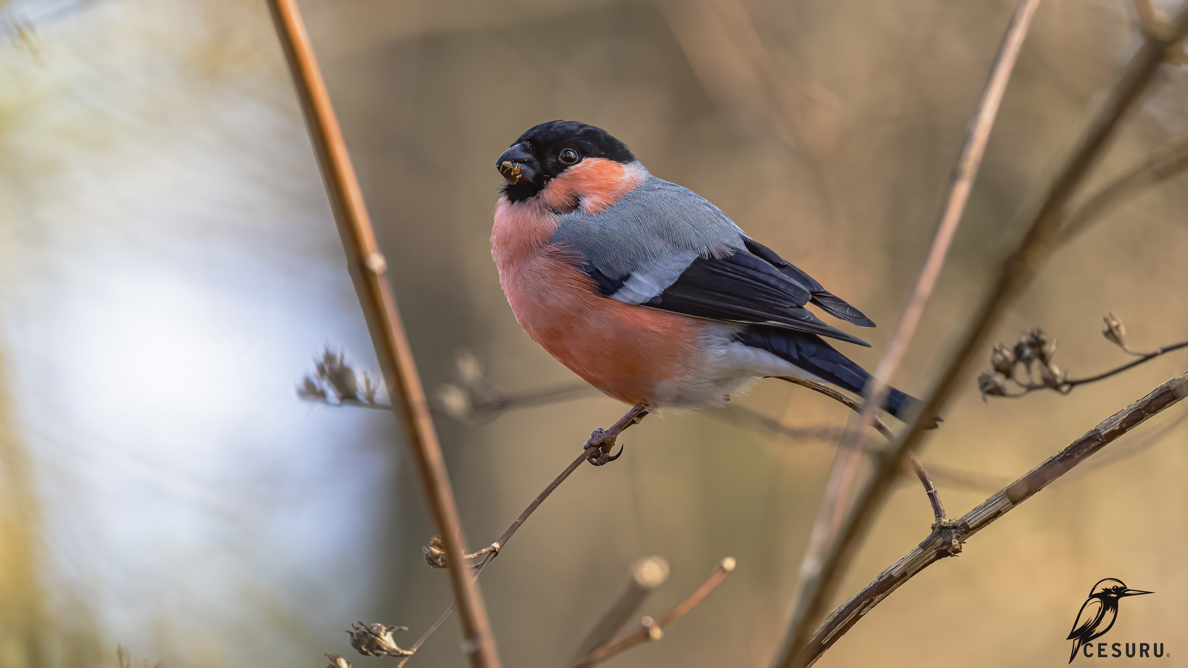 Eurasian Bullfinch